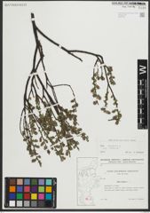 Foto von Salix repens subsp. repens L.